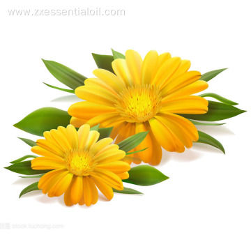 100% pure natural calendula essential oil for skin